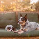 Estate Planning for Pet Owners in Houston, Texas