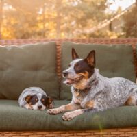 Estate Planning for Pet Owners in Houston, Texas Estate Planning for Pet Owners in Houston, Texas